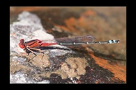 PhotoID: AusDa151. Red & Blue Damsel (Xanthagrion erythroneurum) - male