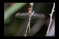 PhotoID: AusDr564. Lilac Hunter (Zephyrogomphus lateralis) - female