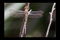 PhotoID: AusDr565. Lilac Hunter (Zephyrogomphus lateralis) - female