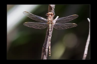 PhotoID: AusDr566. Lilac Hunter (Zephyrogomphus lateralis) - female
