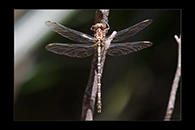 PhotoID: AusDr567. Lilac Hunter (Zephyrogomphus lateralis) - female