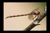 PhotoID: AusDr568. Lilac Hunter (Zephyrogomphus lateralis) - female