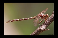 PhotoID: AusDr569. Lilac Hunter (Zephyrogomphus lateralis) - female