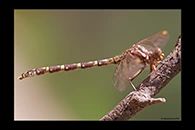 PhotoID: AusDr570. Lilac Hunter (Zephyrogomphus lateralis) - female