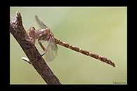 PhotoID: AusDr571. Lilac Hunter (Zephyrogomphus lateralis) - female