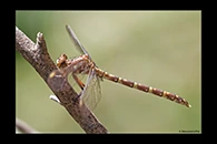 PhotoID: AusDr572. Lilac Hunter (Zephyrogomphus lateralis) - female