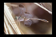 PhotoID: AusDr431. Short-Tailed Duskdarter (Zyxomma elgneri) - male