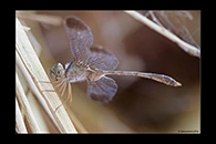 PhotoID: AusDr432. Short-Tailed Duskdarter (Zyxomma elgneri) - male