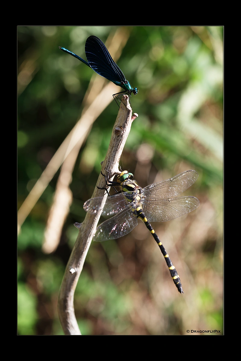 Balkan Goldenring (Cordulegaster heros) and Beautiful Demoiselle (Calopteryx virgo), side by side