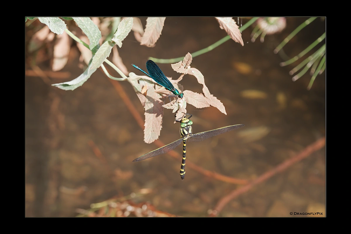 Balkan Goldenring (Cordulegaster heros) and Beautiful Demoiselle (Calopteryx virgo), side by side Balkan Goldenring (Cordulegaster heros) and Beautiful Demoiselle (Calopteryx virgo), side by side