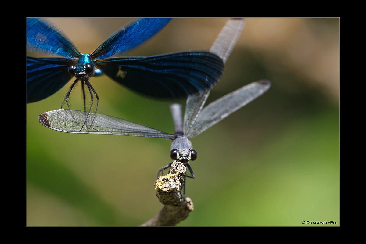 Odalisque (Epallage fatime) and Beautiful Demoiselle (Calopteryx virgo), side by side
