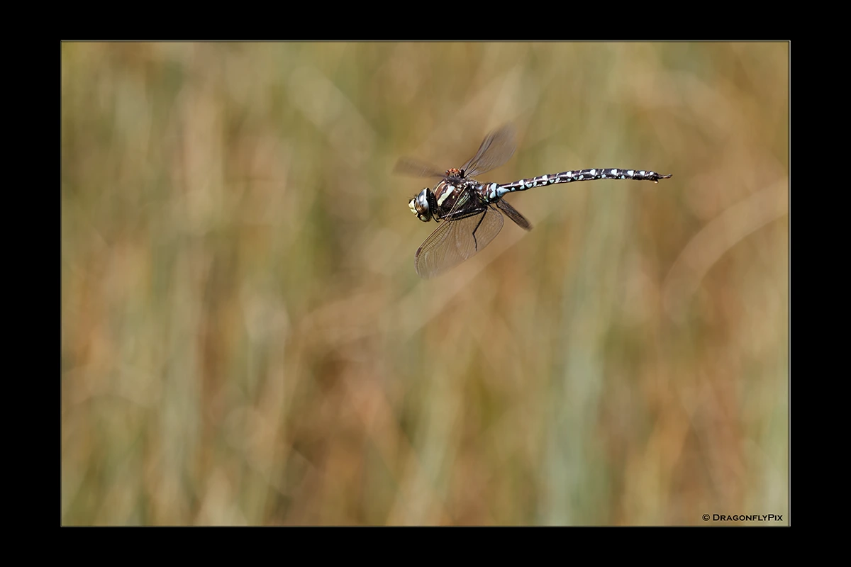 Moorland Hawker (Aeshna juncea), male, with an ant on his back Moorland Hawker (Aeshna juncea), male, with an ant on his back