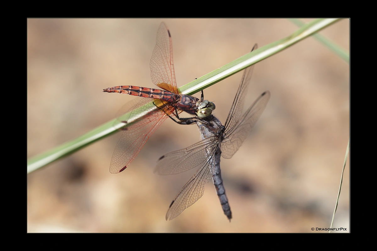 Southern Skimmer (Orthetrum brunneum), female, eating Violet Dropwing (Trithemis annulata), male
