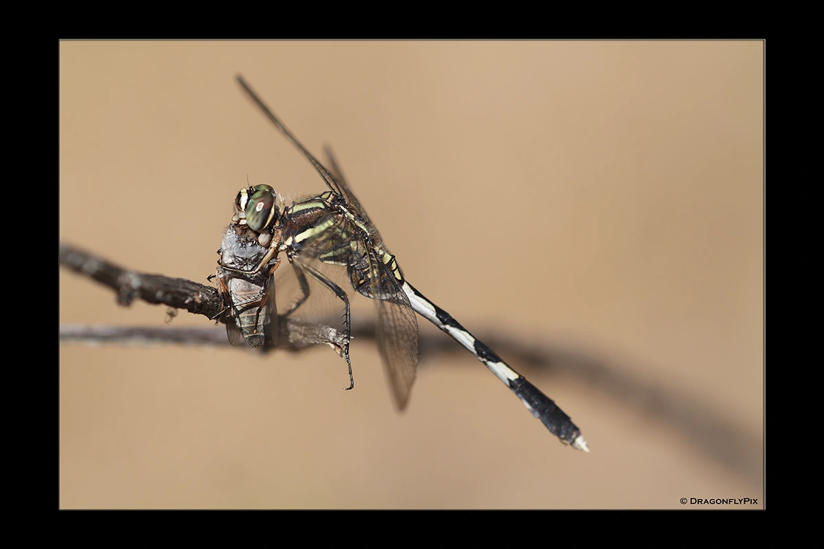 Slender Skimmer (Orthetrum sabina), female, eating