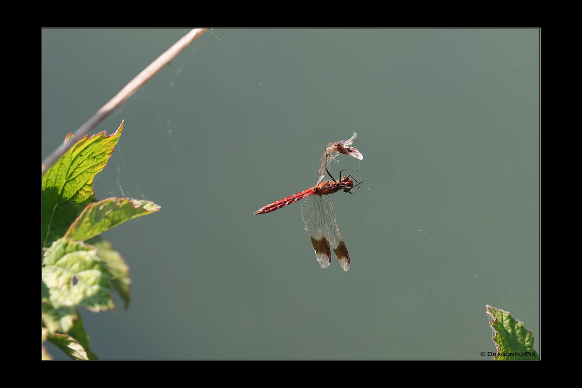 Banded Darter (Sympetrum pedemontanum), male, caught in web