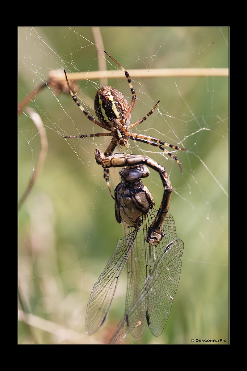 Green Snaketail (Ophiogomphus cecilia), male, caught in web Green Snaketail (Ophiogomphus cecilia), male, caught in web