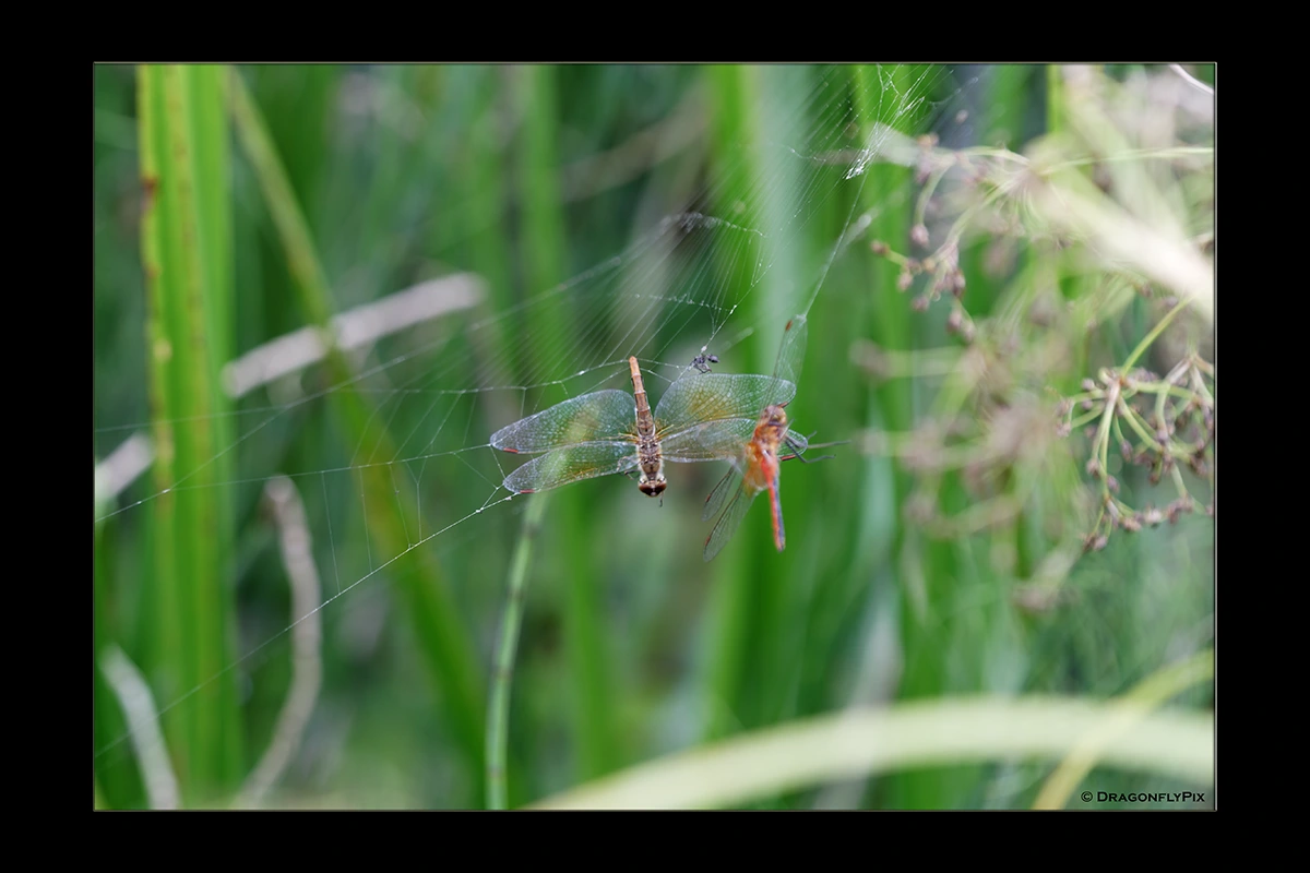 Yellow-Winged Darter (Sympetrum flaveolum), pair, caught in web Yellow-Winged Darter (Sympetrum flaveolum), pair, caught in web