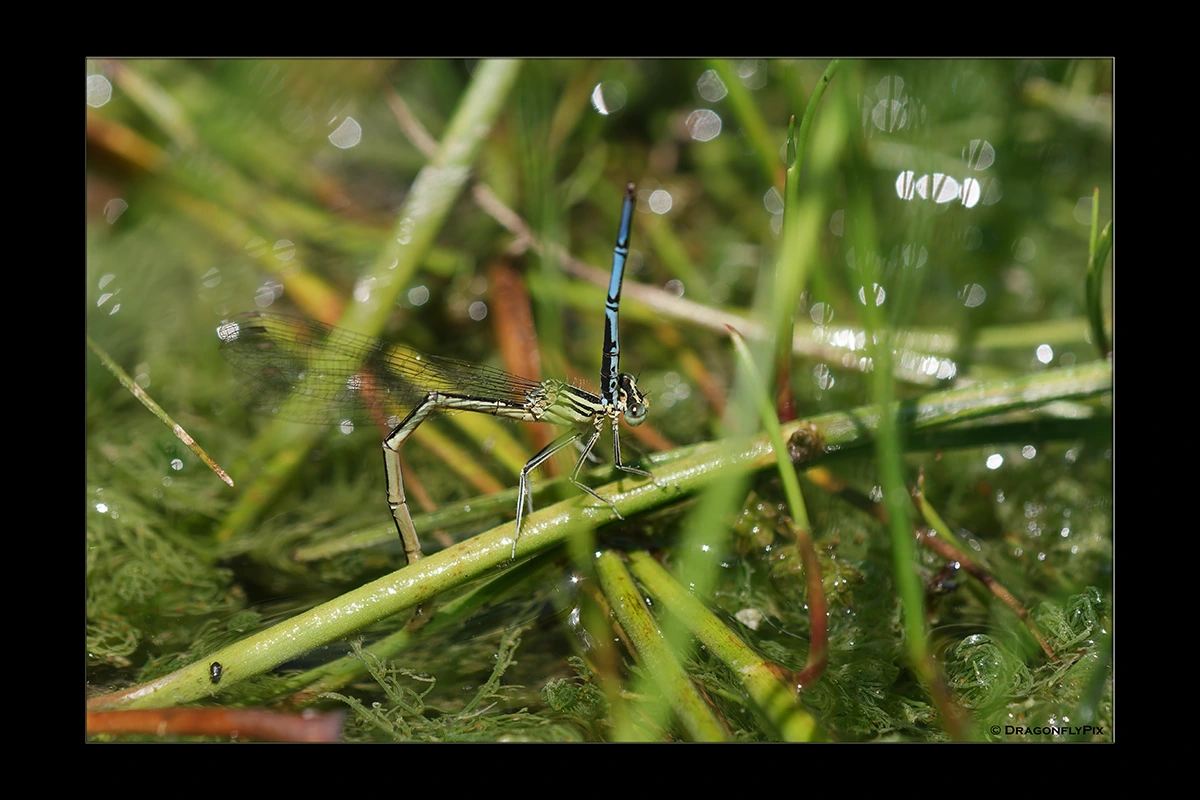 Blue Featherleg (Platycnemis pennipes), female Blue Featherleg (Platycnemis pennipes), female