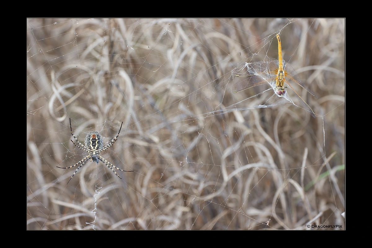 Red-Veined Darter (Sympetrum fonscolombii), immature male, caught in web Red-Veined Darter (Sympetrum fonscolombii), immature male, caught in web