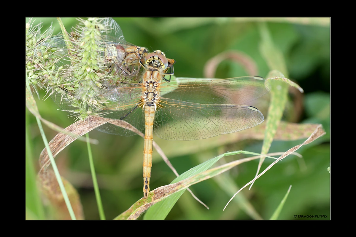 Red-Veined Darter (Sympetrum fonscolombii), immature male, caught on grass head Red-Veined Darter (Sympetrum fonscolombii), immature male, caught on grass head