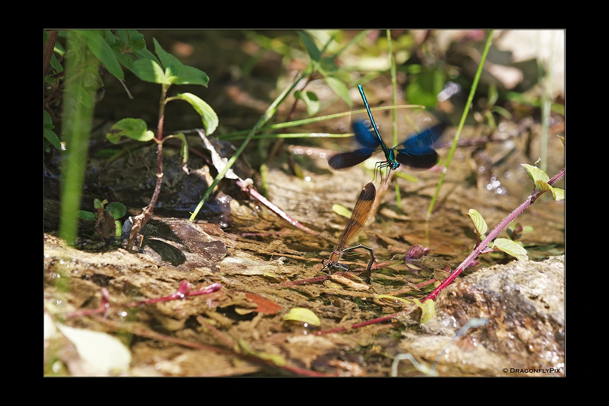 Beautiful Demoiselle (Calopteryx virgo), male, grabbing Copper Demoiselle (Calopteryx haemorrhoidalis), female Beautiful Demoiselle (Calopteryx virgo), male, grabbing Copper Demoiselle (Calopteryx haemorrhoidalis), female