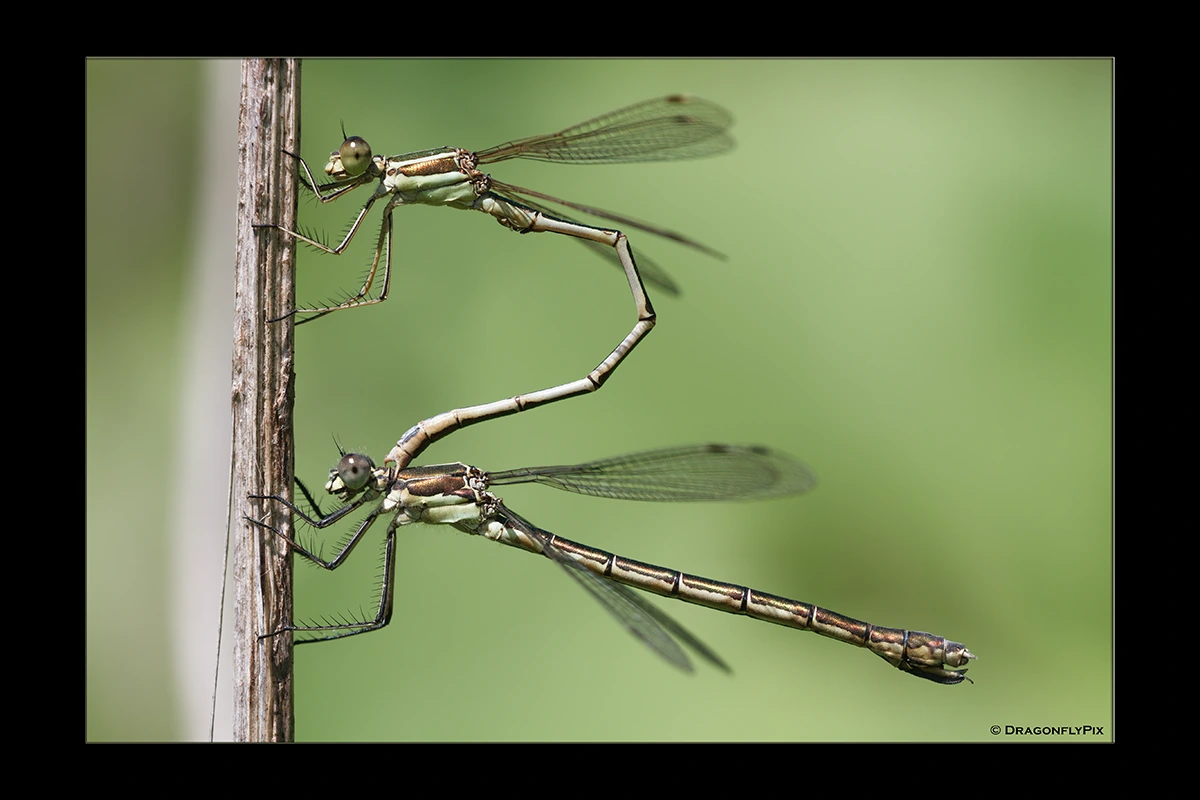 Migrant Spreadwing (Lestes barbarus), male, in tandem with Robust Spreadwing (Lestes dryas), female Migrant Spreadwing (Lestes barbarus), male, in tandem with Robust Spreadwing (Lestes dryas), female