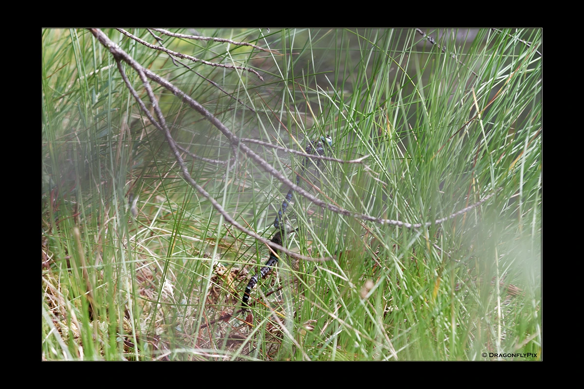 Siberian Hawker (Aeshna crenata), tandem