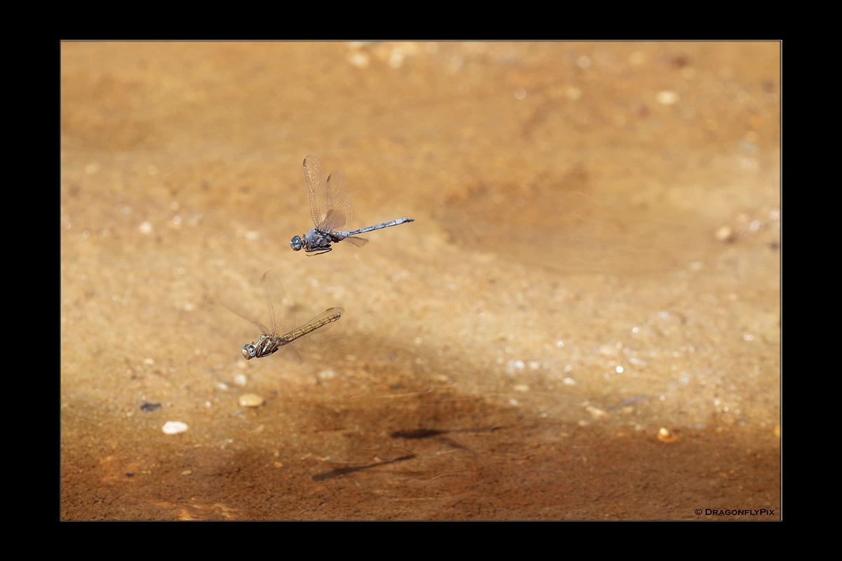 Epaulet Skimmer (Orthetrum chrysostigma), pair Epaulet Skimmer (Orthetrum chrysostigma), pair