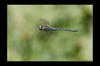 Aeshna affinis, thumbnail 1 / 20