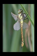 Aeshna affinis, thumbnail 3 / 20