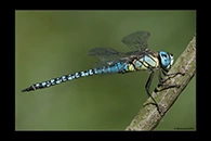 Aeshna affinis, thumbnail 6 / 20