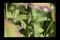 Aeshna affinis, thumbnail 8 / 20
