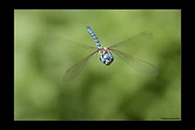 Aeshna affinis, thumbnail 9 / 20