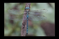 Aeshna affinis, thumbnail 10 / 20