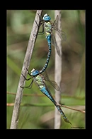 Aeshna affinis, thumbnail 11 / 20