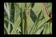 Aeshna affinis, thumbnail 13 / 20