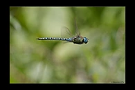 Aeshna affinis, thumbnail 14 / 20