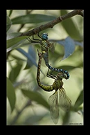 Aeshna affinis, thumbnail 15 / 20