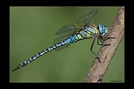 Aeshna affinis, thumbnail 16 / 20