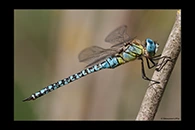 Aeshna affinis, thumbnail 18 / 20