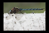 Aeshna caerulea, thumbnail 2 / 20