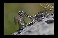 Aeshna caerulea, thumbnail 4 / 20