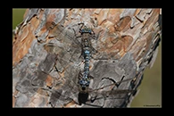Aeshna caerulea, thumbnail 6 / 20