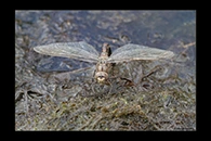 Aeshna caerulea, thumbnail 7 / 20