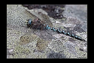Aeshna caerulea, thumbnail 9 / 20