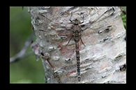 Aeshna caerulea, thumbnail 10 / 20