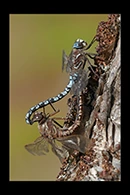 Aeshna caerulea, thumbnail 12 / 20