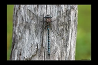 Aeshna caerulea, thumbnail 16 / 20