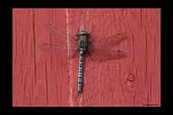 Aeshna caerulea, thumbnail 18 / 20