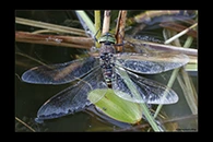 Aeshna crenata, thumbnail 2 / 20